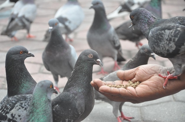 Foto prossimo piano di uccelli che si nutrono a mano