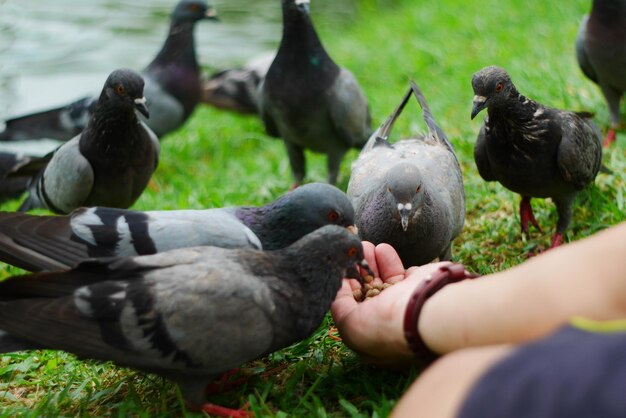 Close-up of hand feeding birds