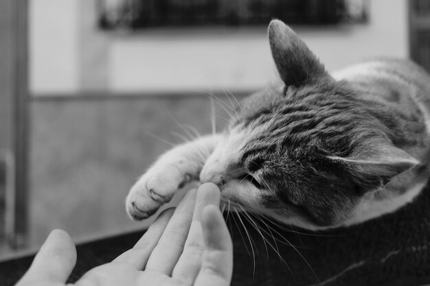 Foto close-up di un gatto che alimenta a mano