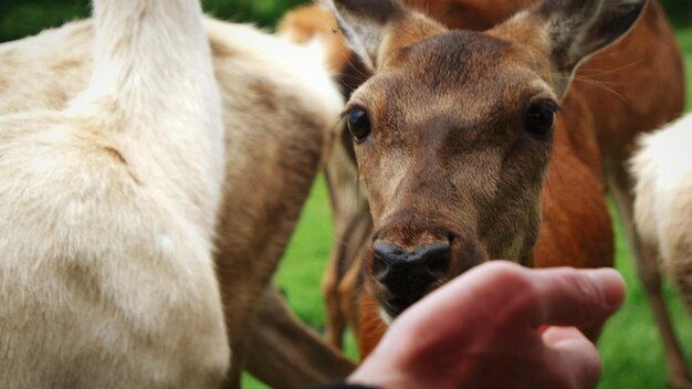 Photo close-up of hand feeding deer