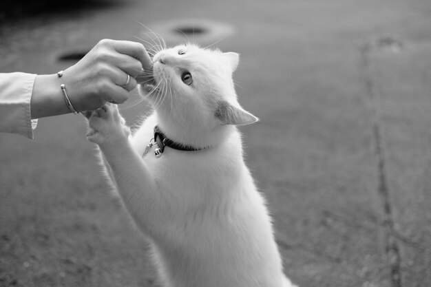 Foto close-up di un cane che alimenta a mano