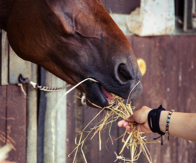 Photo close-up of hand feeding horse