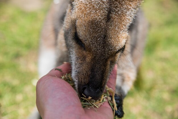 Photo close up of hand feeding a kangaroo