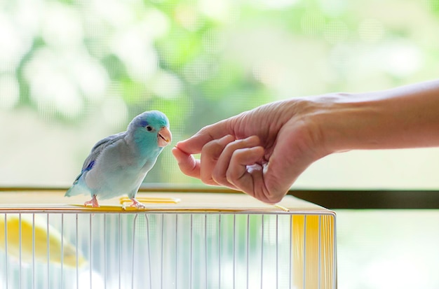 Foto close-up di un piccolo pappagallo blu che dà da mangiare a mano