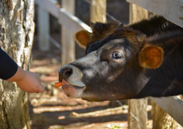 Photo close-up of hand feeding