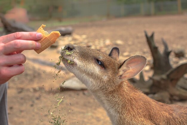 Close-up of hand feeding