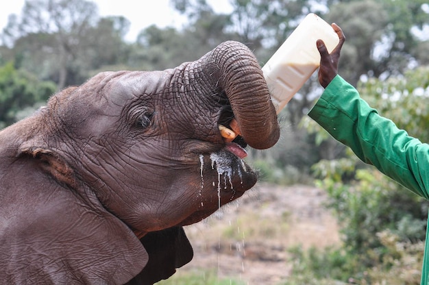 Foto close-up di un'alimentazione a mano