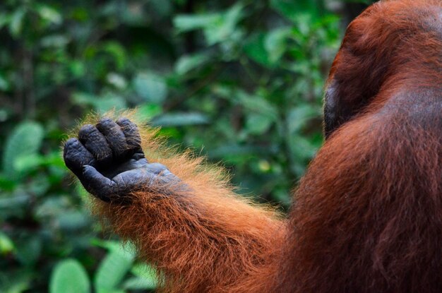 Foto prossimo piano dell'alimentazione a mano