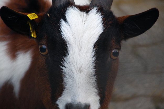 Photo close-up of hand on goat