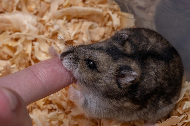 Photo close-up of hand holding animal