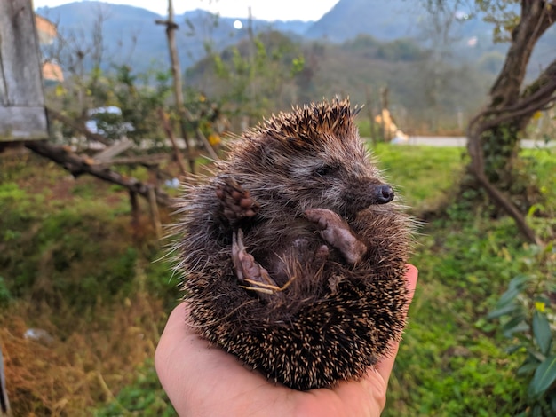 動物を握る手のクローズアップ