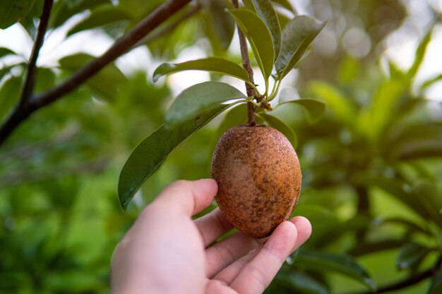 Close-up of hand holding apple