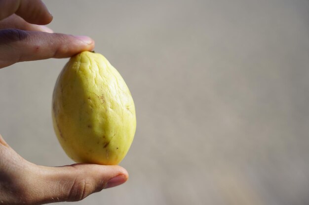 Close-up of hand holding apple