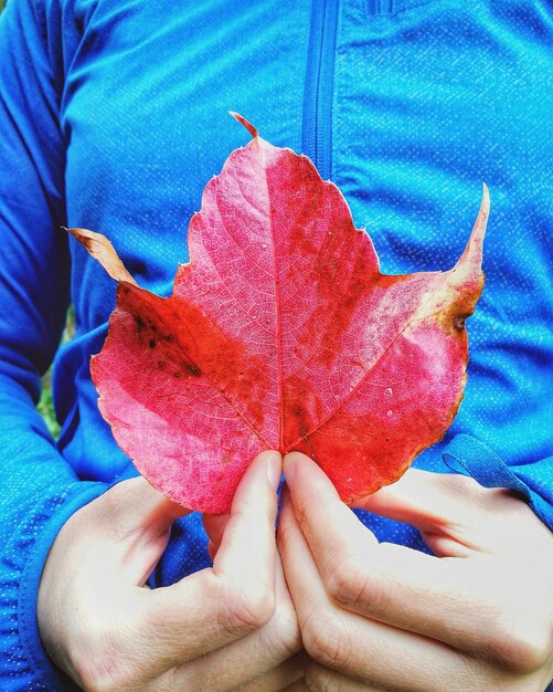 Close-up of hand holding autumn leaf