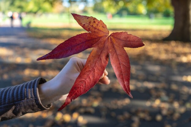 Close-up of hand holding autumn leaves