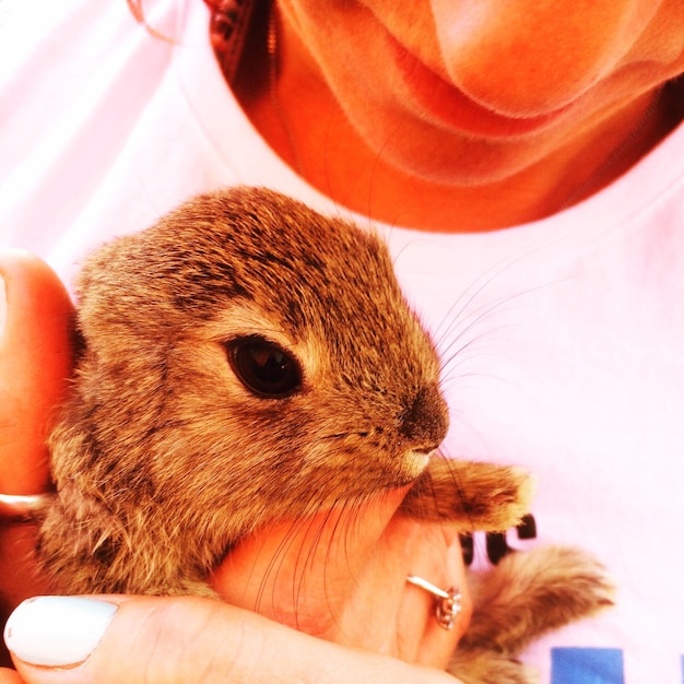 Close-up of hand holding a baby rabbit