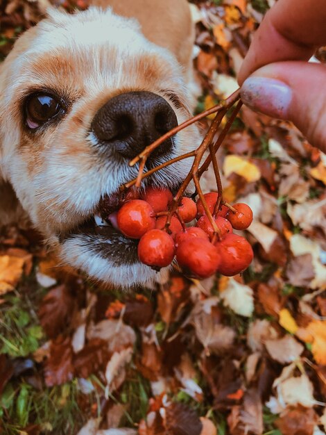 Close-up of hand holding berries