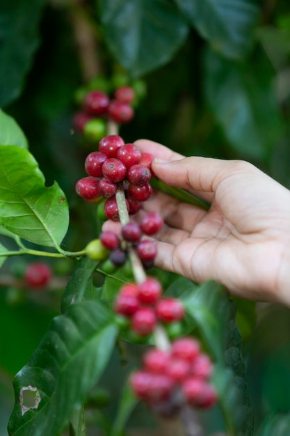 Photo close-up of hand holding berries