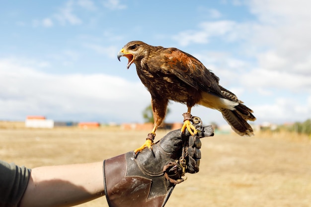 Close-up of hand holding bird against sky