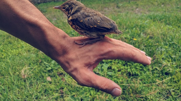 Foto close-up di un uccello in mano sul campo