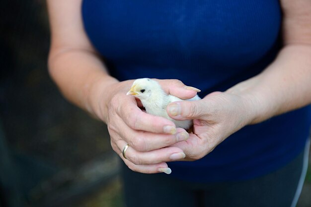 Foto close-up di un uccello che tiene in mano.