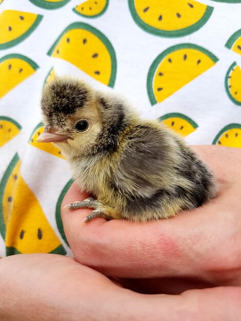 Close-up of hand holding bird