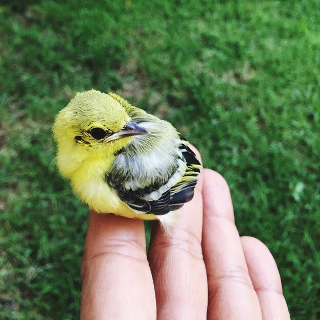 Close-up of hand holding bird