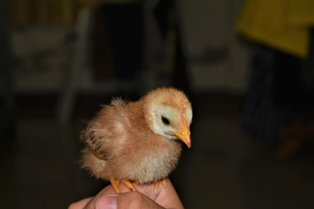 Close-up of a hand holding bird