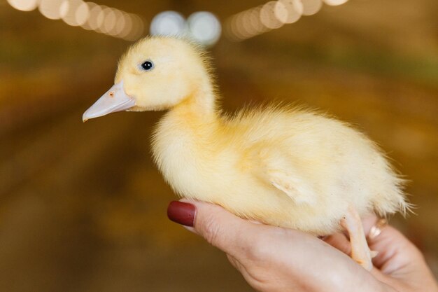 Close-up of a hand holding a bird