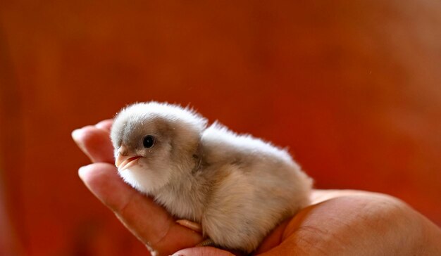 Photo close-up of hand holding bird