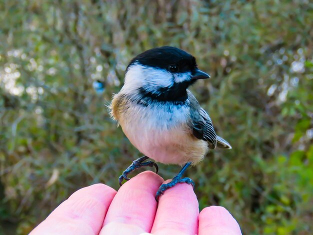 Close-up of hand holding bird