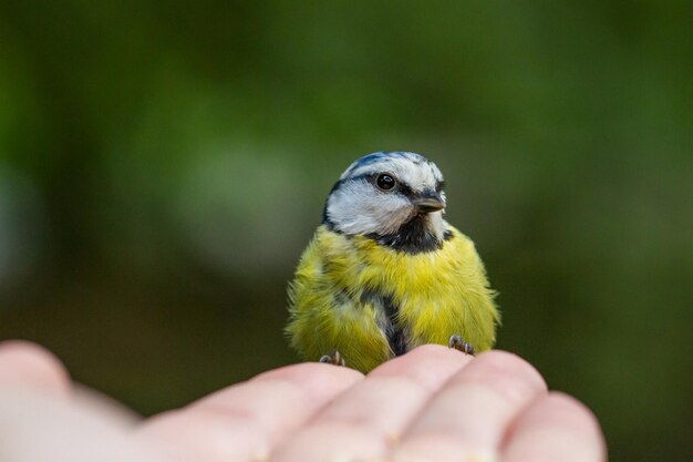 手を握っている鳥のクローズアップ