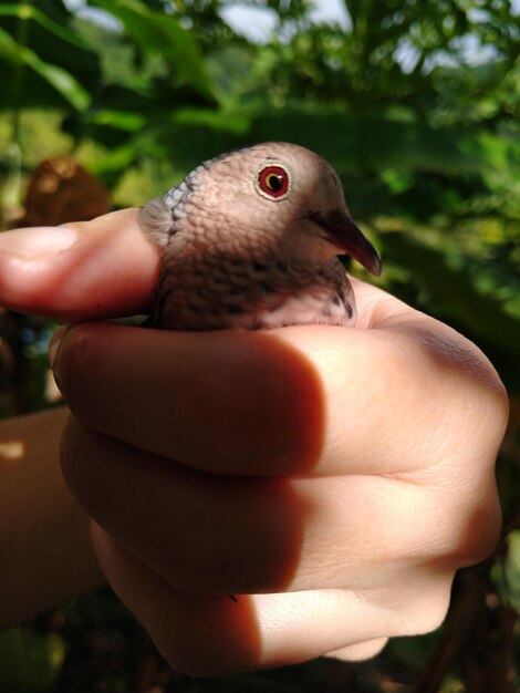 Foto prossimo piano di un uccello che tiene la mano