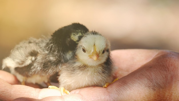 Photo close-up of a hand holding a bird