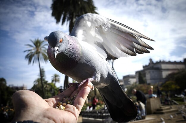 Foto close-up di un uccello che tiene la mano