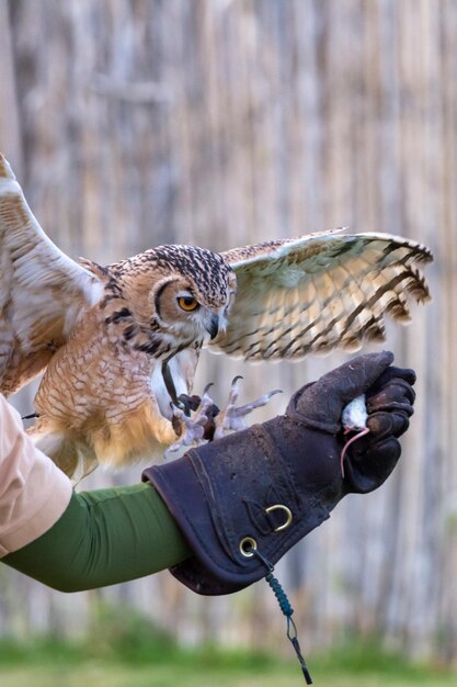 Photo close-up of hand holding bird