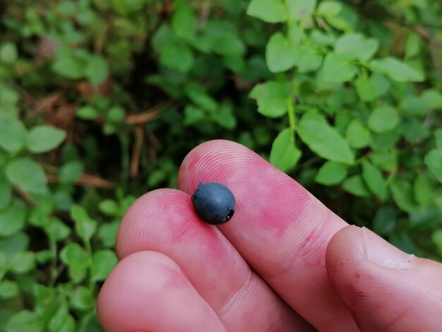 Photo close-up of hand holding blueberry