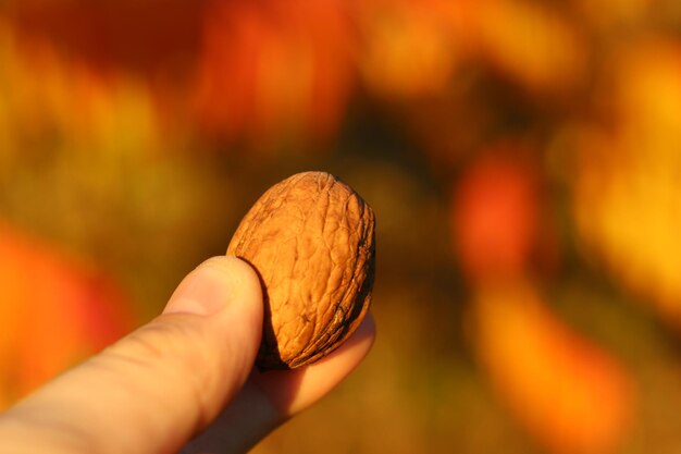 Close-up of hand holding bread