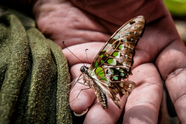 Photo close-up of hand holding butterfly