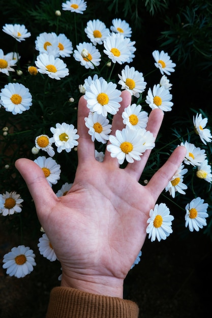 春の日にカモミールの花を持っている手を閉じます。気分とトーン。愛の概念。ヴィンテージフィルター。