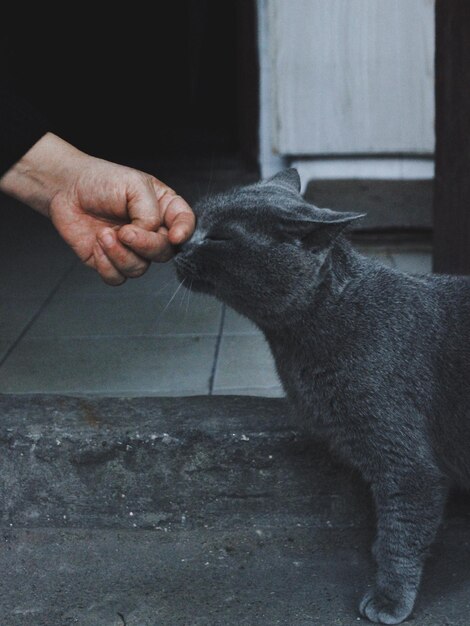 Close-up of hand holding cat at home