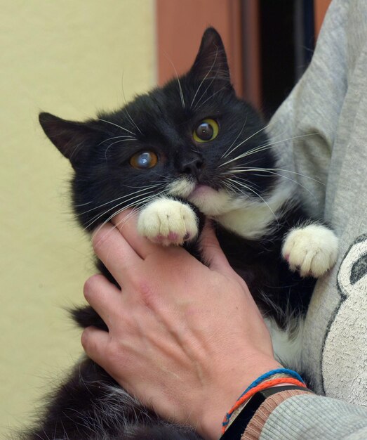 Foto close-up di un gatto che tiene la mano