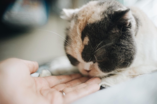 Close-up of hand holding cat