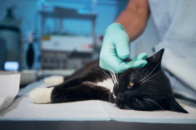 Close-up of hand holding cat