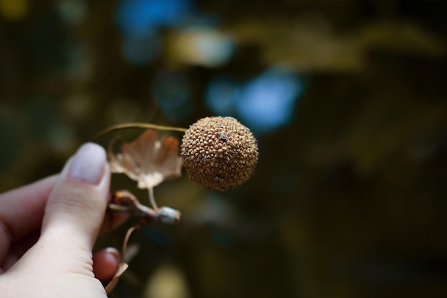 close up of hand holding a chestnut, blurred background