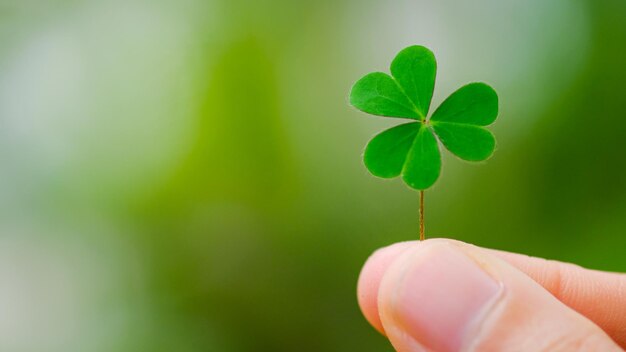 Close-up of hand holding clover leaf