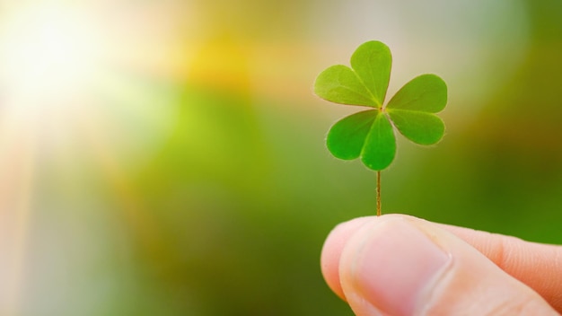 Photo close-up of hand holding clover leaf