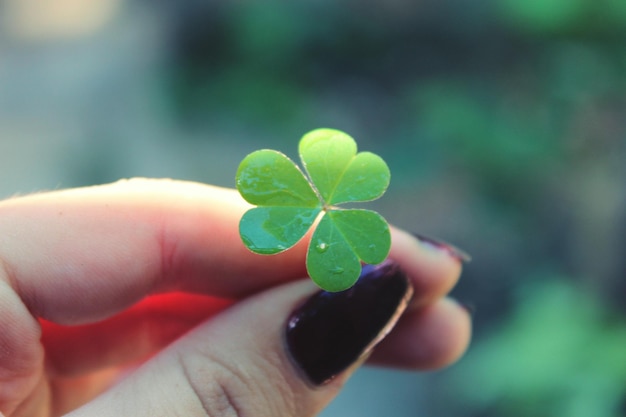 close-up of hand holding clover