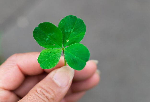 Close-up of hand holding clover