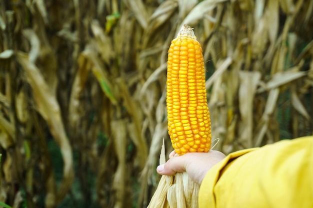 Photo close-up of hand holding corn